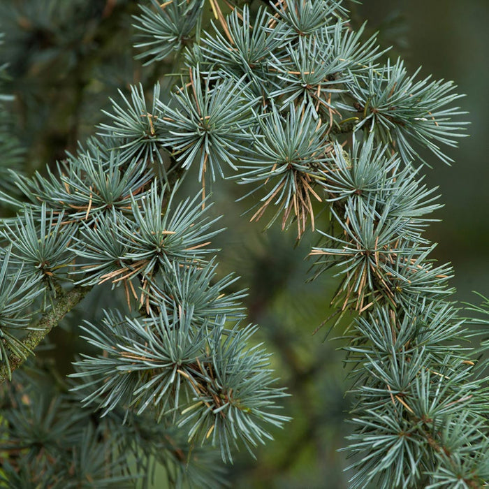 Éterický olej Éterický olej Cedr atlaský BIO Lifestyle Florihana fotografie č. 1