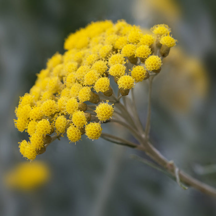 Éterický olej Éterický olej Helichrysum (smil) BIO Lifestyle Florihana fotografie č. 1