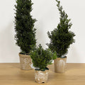 Evergreen Topiary
