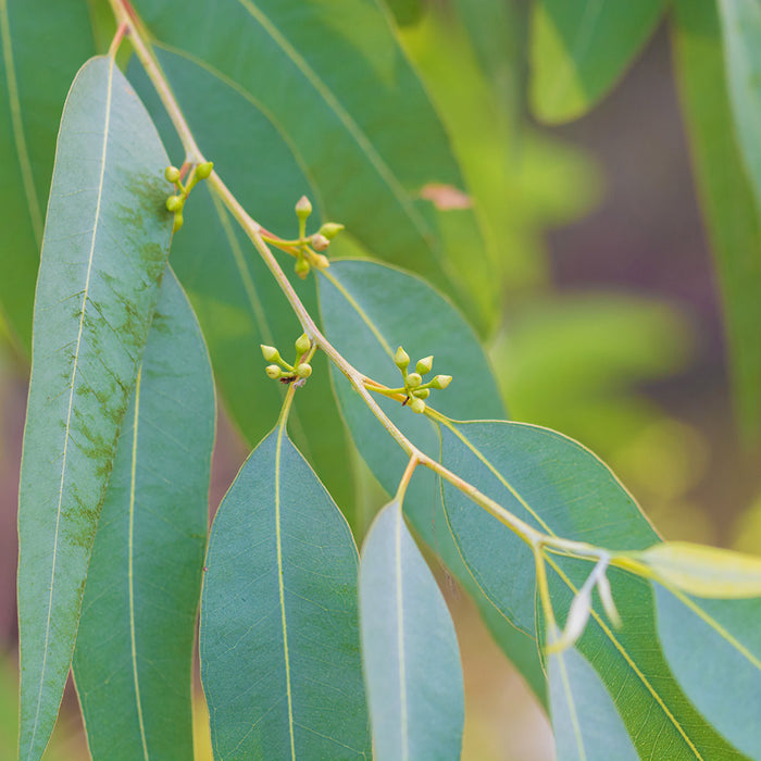 Hydrolát-Květová voda Hydrolát Eukalyptus globulus BIO Lifestyle Florihana fotografie č. 1