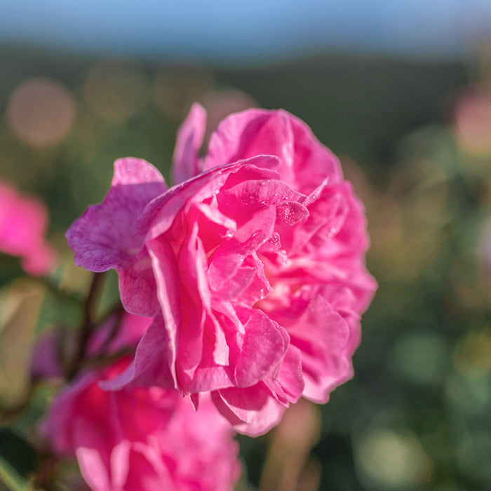 Hydrolát-Květová voda Hydrolát Růže damašská BIO Lifestyle Florihana fotografie č. 1