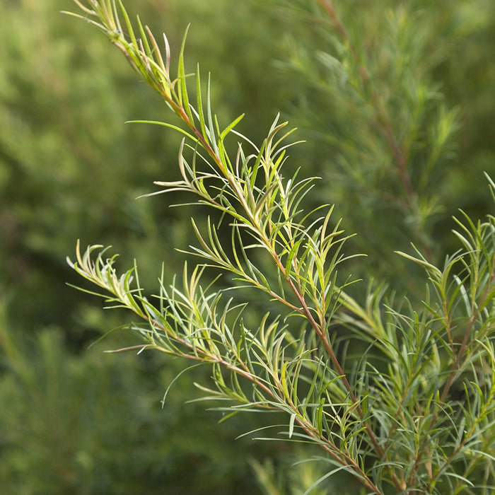 Hydrolát-Květová voda Hydrolát Tea tree BIO Lifestyle Florihana fotografie č. 1