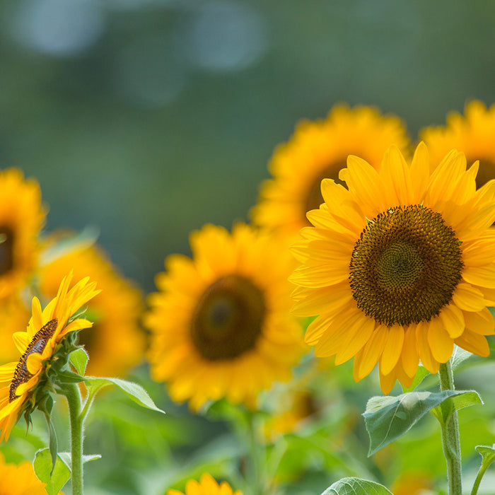 Jednodruhový olej Slunečnicový olej BIO Lifestyle Florihana fotografie č. 1