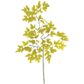 Yellow Green Leaf Pick
